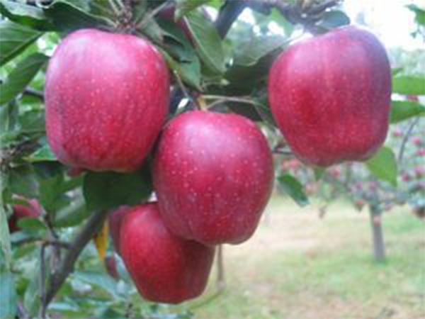 新紅星蘋果苗