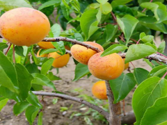 邯鄲1公分果樹苗批發