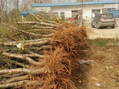 邯鄲占地桃樹苗批發
