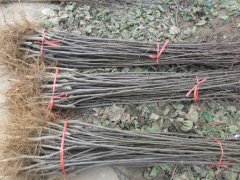 邯鄲蘋果苗批發