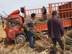 邯鄲3公分核桃苗供應