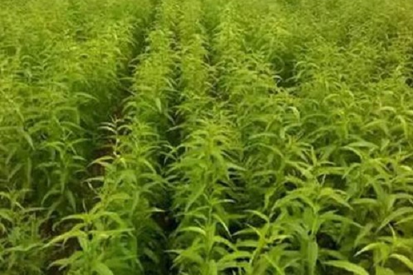 桃樹苗種植步驟 注意事項有哪些